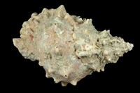 藏品(大白蛙螺)的圖片